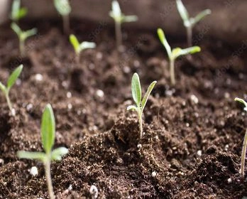 Several small green seedlings sprouting from dark soil in a garden or seed tray.