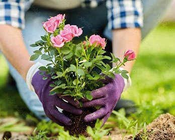 Person wearing purple gloves plants a small pink rose bush in the soil, with grass and dirt visible in the background.