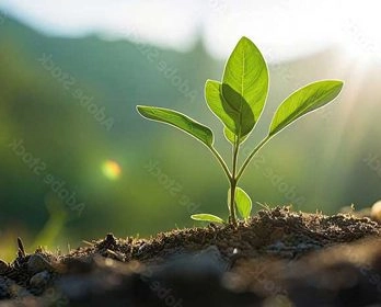 A small green plant seedling growing in soil with sunlight in the background.